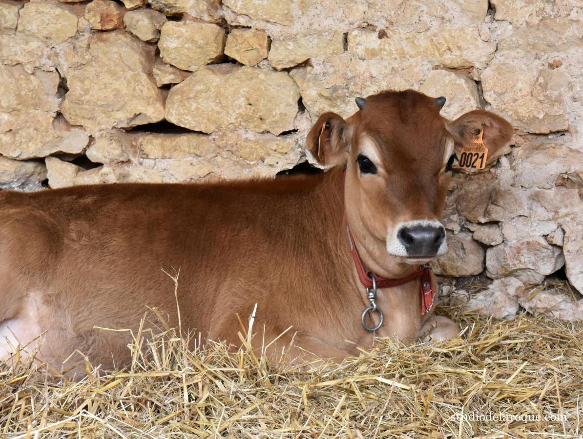 مبيت وإفطار Sanxay Domaine De La Briouse المظهر الخارجي الصورة